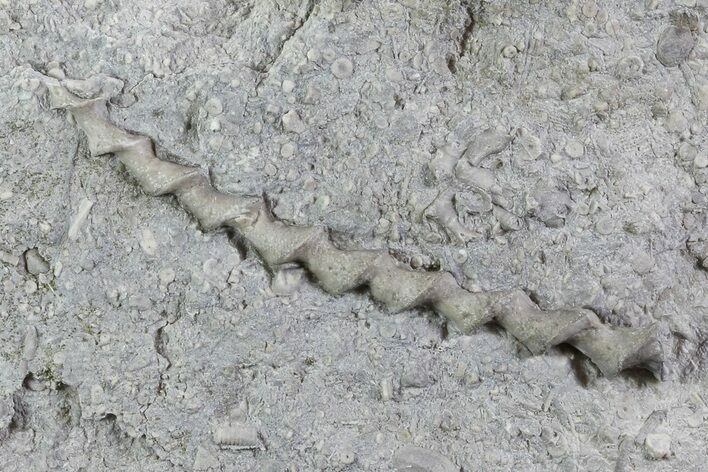 Archimedes Screw Bryozoan Fossil - Illinois #74311